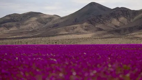 Atacama Desert Blooms: A Rare Sight of Wildflowers