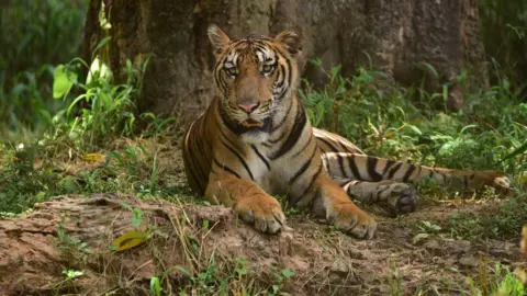 Arrest of Interpol's Most Wanted Female Tiger Trafficker in India Marks Major Breakthrough