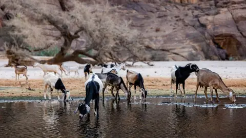 Chad Ends Partnership with Wildlife Charity Linked to Prince Harry