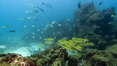Historic High Seas Treaty Set to Become International Law