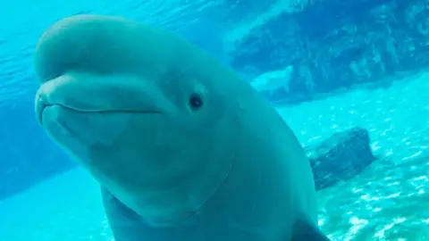 Marineland Canada Faces Outrage Over Potential Euthanasia of Beluga Whales