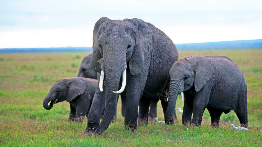 Elephant Deaths in Kenya May Stem from Cyanide‑Loaded Pesticides