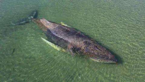 Rescue Turns Tragic: Dead Humpback Whale Discovered Near Danish Island