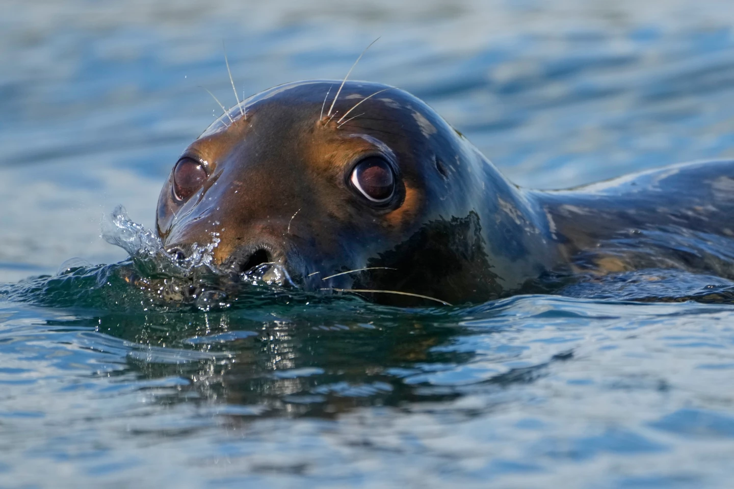 GOP Attempts to Amend Marine Mammal Protection Act: Implications for Conservation and Fishing