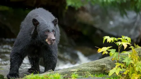 Missouri Man Falls Victim to Bear Attack in Arkansas