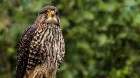 New Zealand's Falcon Takes Title of Bird of the Year