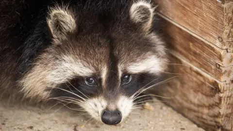 Raccoons: The Next Furry Friends of America?