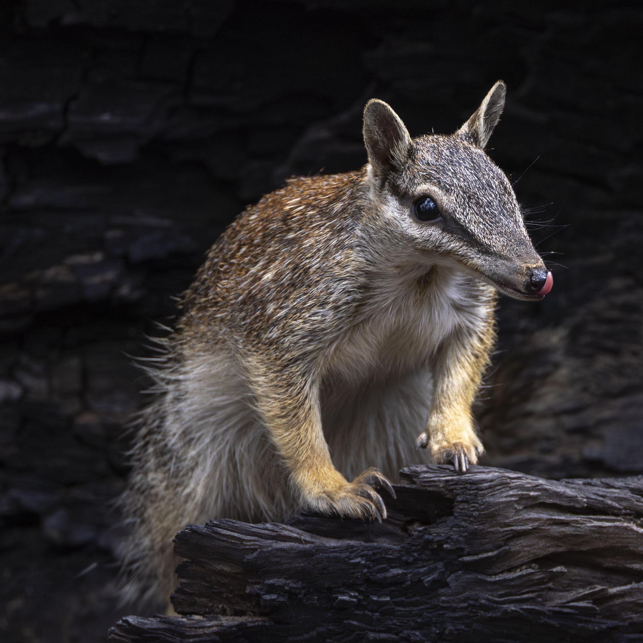 Australia’s Extinction Crisis and the Numbat’s Hope