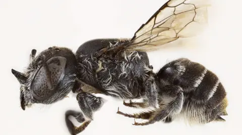 Australian Scientists Discover 'Lucifer' Bee with Distinctive Horns