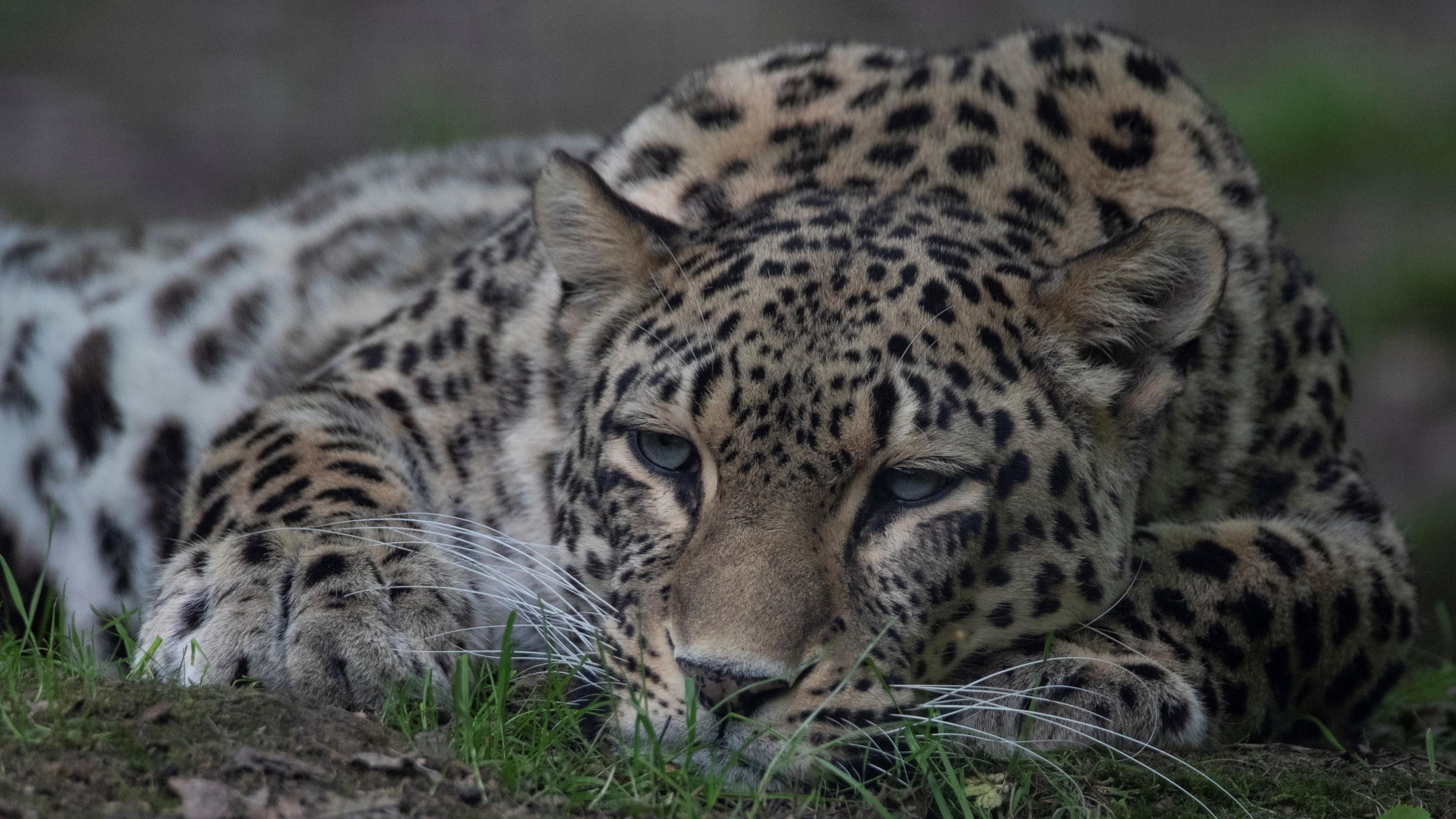 Dutch Zoo Keeper Fatally Injured in Leopard Attack