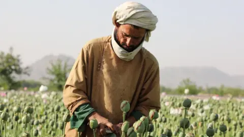Afghan Opium Production Plummets Following Taliban's Ban, UN Reports