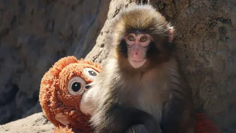 Two Men Arrested for Stunt Involving Internet-Famous Monkey at Japanese Zoo