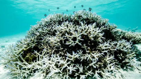 Hope for Recovery: Great Barrier Reef's Future Linked to Global Warming Limits