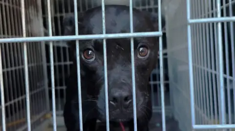 Unveiling Europe's Hidden Dog Fighting Rings: A BBC Investigation