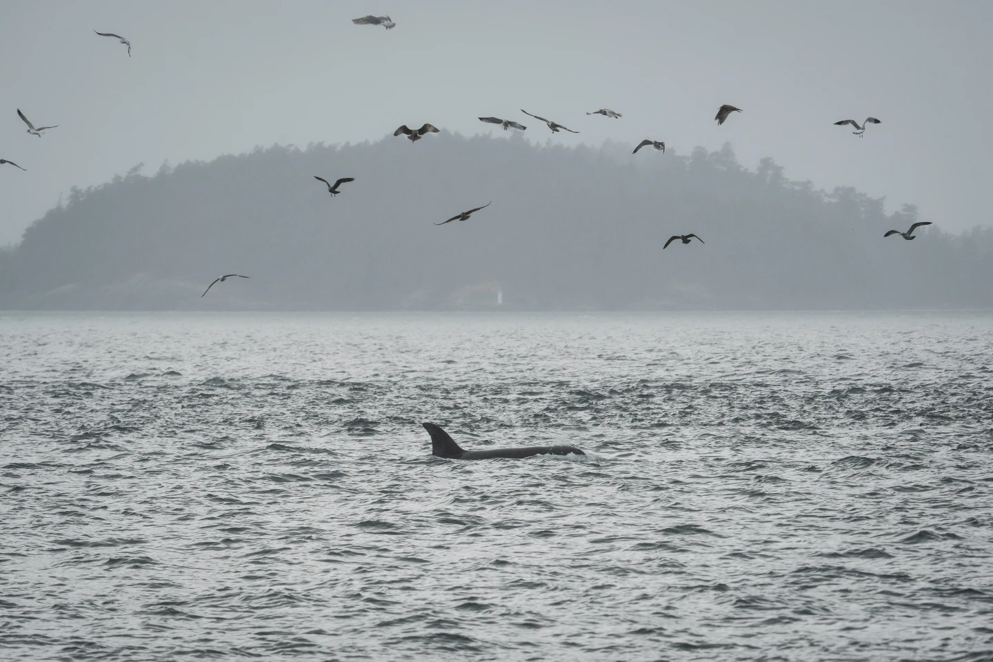 Innovative Technology to Monitor Endangered Orcas Using Fiber-Optic Cables