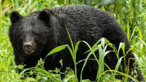 Record High Bear Attacks in Japan Lead to Seven Fatalities This Year