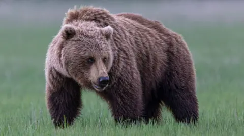Grizzly Bear Goes on Rampage, Injuring 11 in Canadian Town