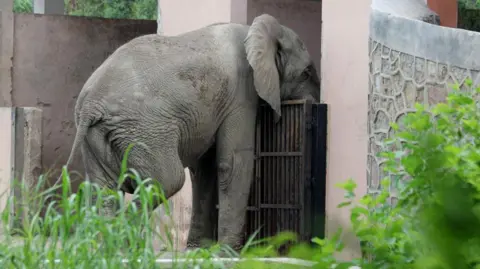 Tragic Death of Delhi's Only African Elephant Due to Rodent-Borne Virus