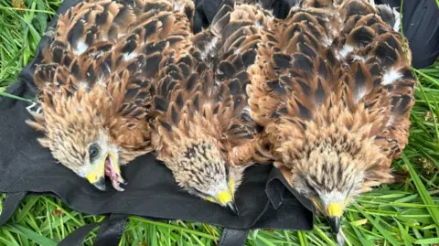 UK Red Kites Take Flight in Spain: A Conservation Triumph