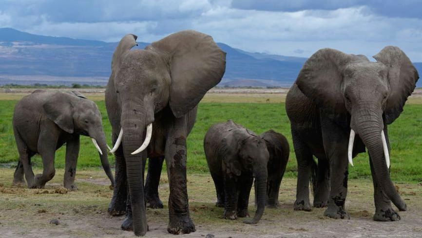Cyanide From Tomato Pesticide Kills 15 Elephants Near Kenya’s Amboseli