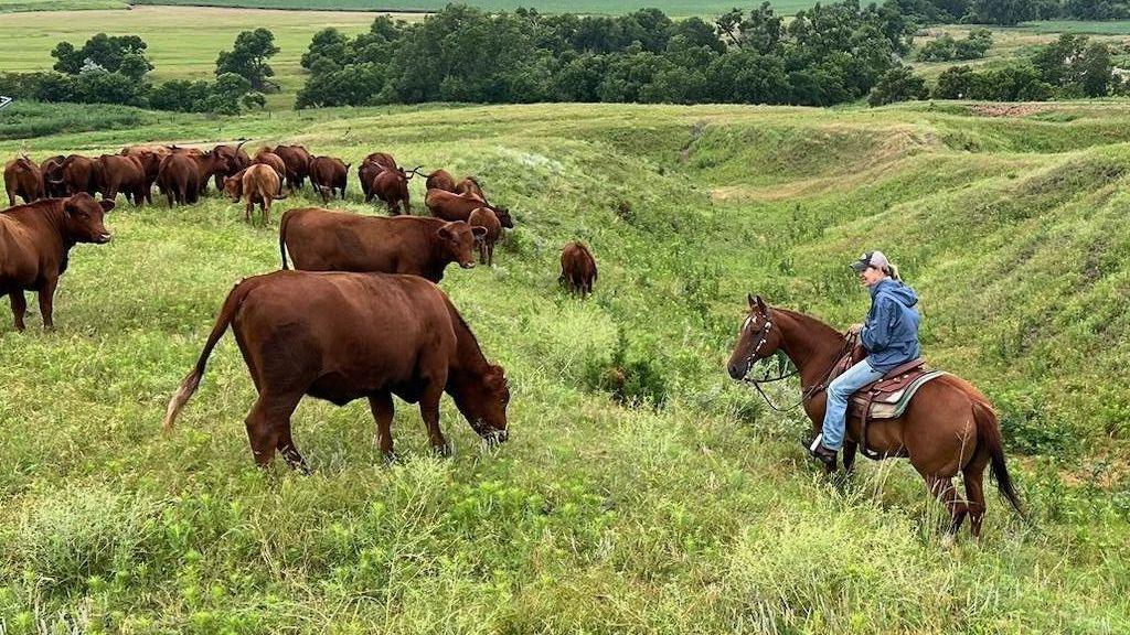 Yvette Mannon rides her horse on her ranch amid cattle grazing