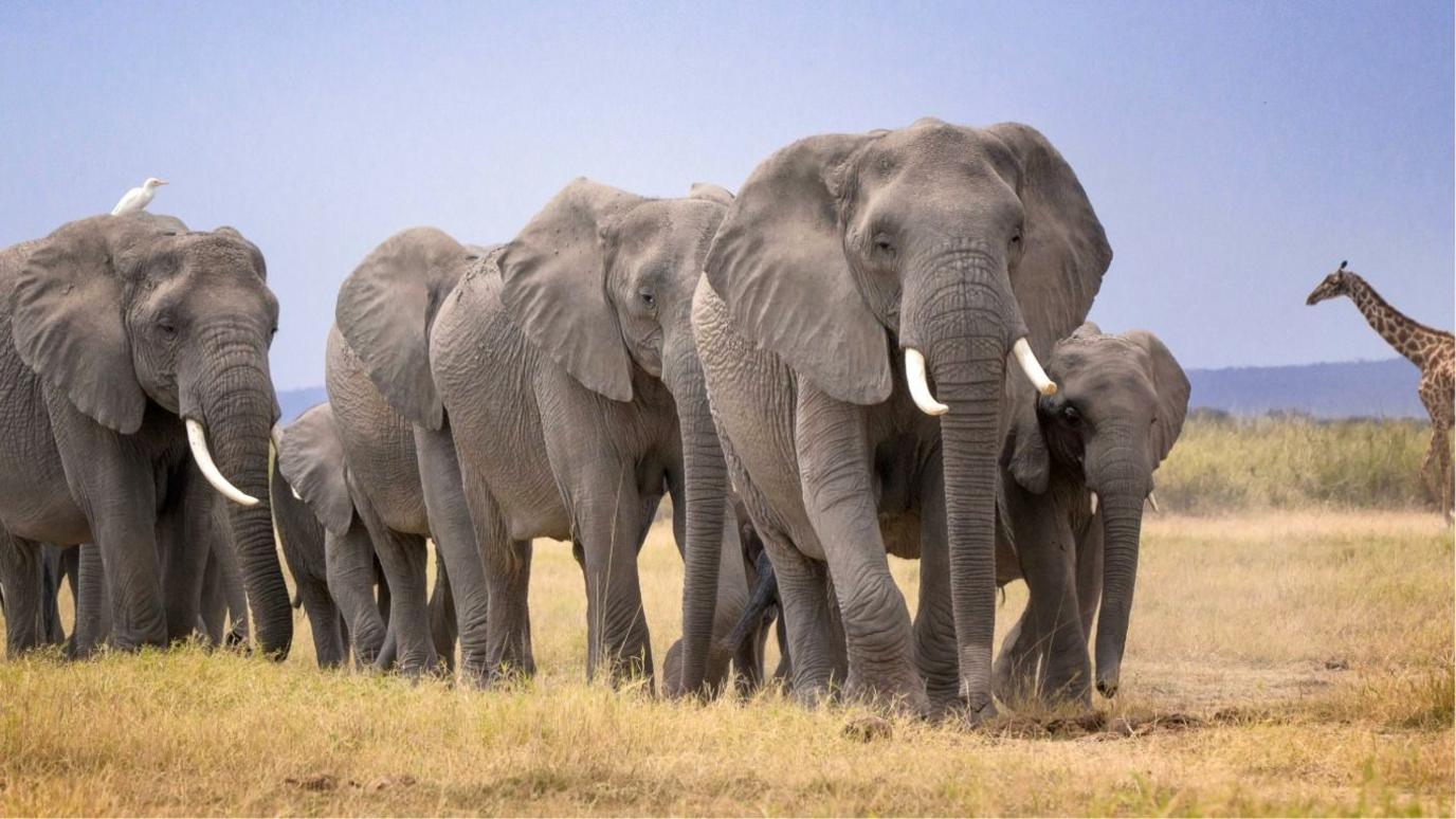 Kenya Elephants: 14 Dead in a Sudden Cluster Prompting Urgent Investigation