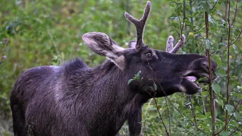 Emil the Elk Captured After Summer Adventure Across Central Europe