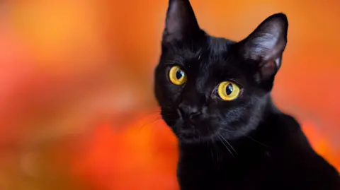 Terrassa Implements Temporary Ban on Black Cat Adoptions Ahead of Halloween