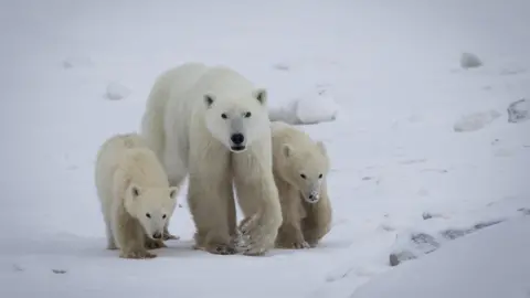 Remarkable Polar Bear Adoption Documented by Researchers
