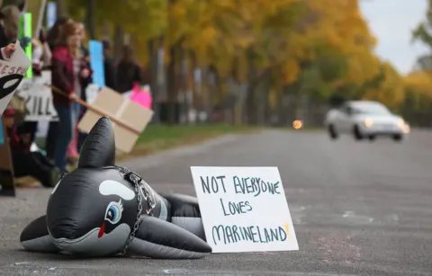Urgent Calls for Action as 30 Belugas at Marineland Face Euthanasia