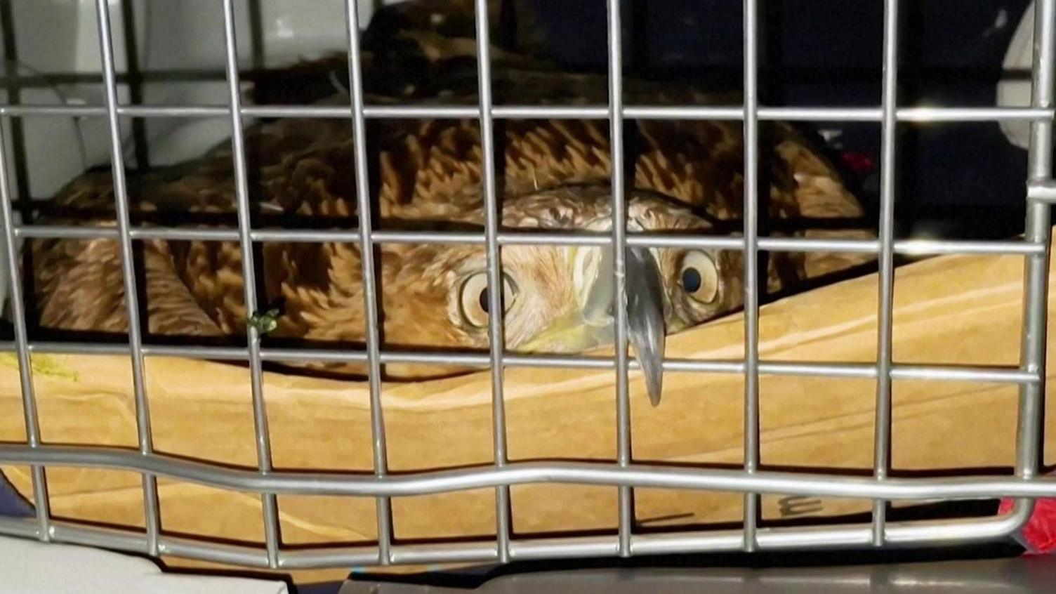 Serbian Eagle Feliks Returns to Freedom After Evading Traffickers
