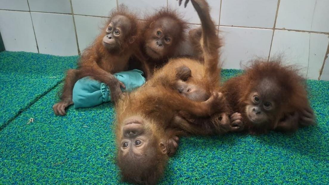 Five Baby Orangutans Discovered in Odisha Forest Trigger Trafficking Investigation