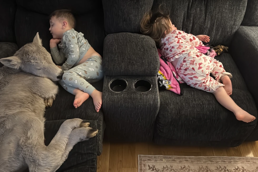 Kentucky Family Rescues Newborn Calf from Freezing Temperatures