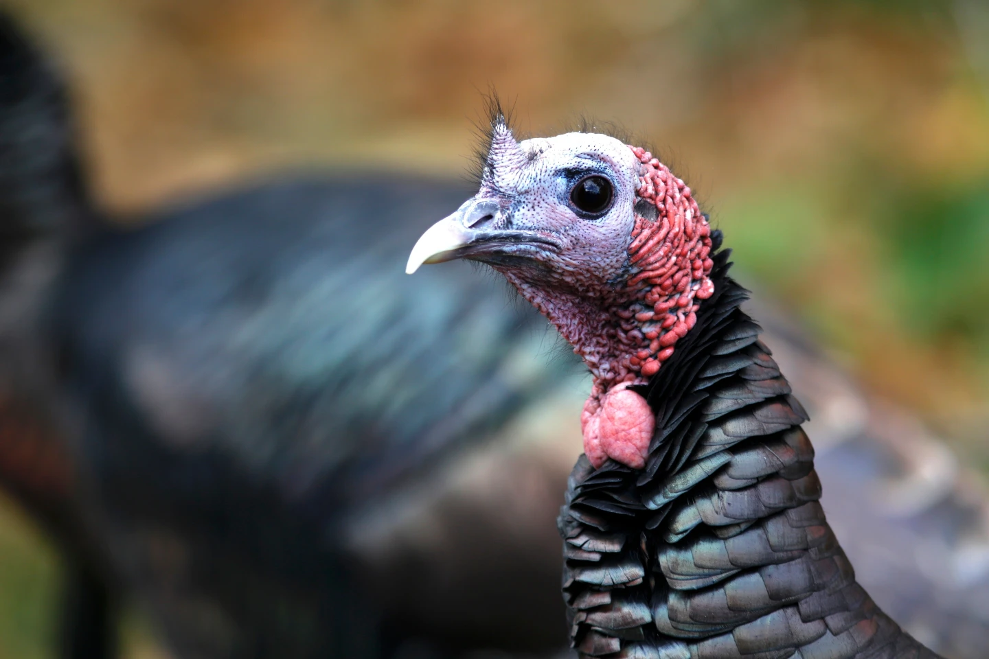 The Unusual Currency of Wildlife Conservation: Turkeys