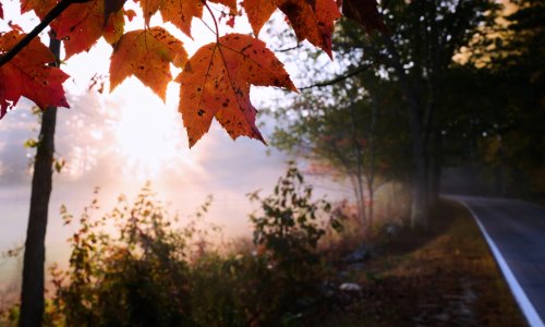 Drought Influences This Year's Fall Foliage in the Northeast